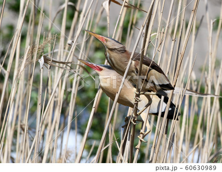 A pair adult little bittern in breeding plumage. A pair adult little bittern in breeding plumage. 60630989