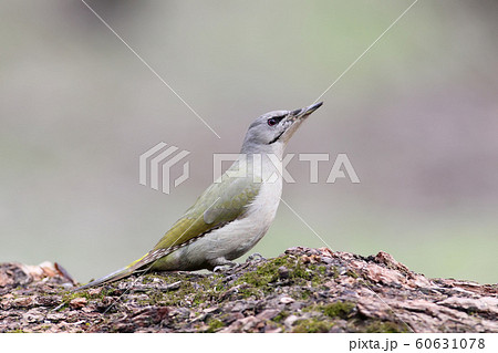 Female grey headed woodpecker close up. Female grey headed woodpecker close up. 60631078