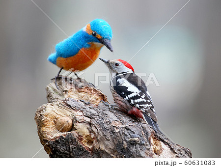 Middle spotted woodpecker With a stuffed bird. Middle spotted woodpecker With a stuffed bird. 60631083