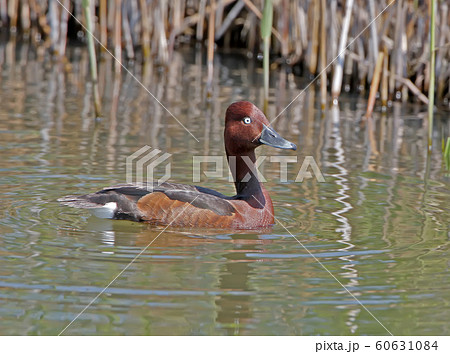 The ferruginous duck male The ferruginous duck male 60631084