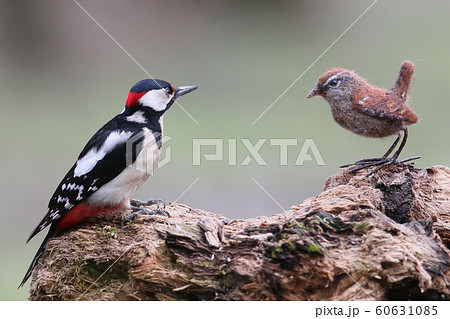 With a stuffed bird. With a stuffed bird. 60631085