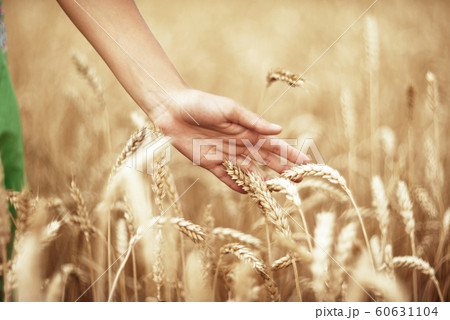 Wheat ears and the hand Wheat ears and the hand 60631104