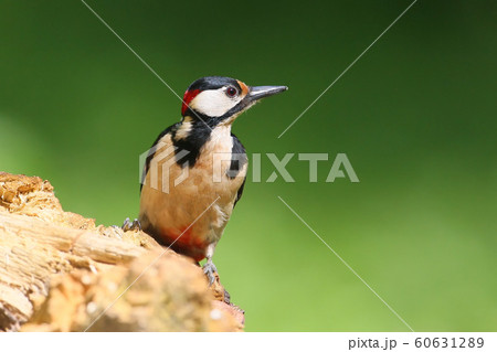 Close up portrait  male of great spotted woodpecker 60631289