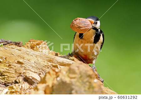 Close up portrait male of great spotted woodpecker with hazelnut Close up portrait male of great spotted woodpecker with hazelnut 60631292