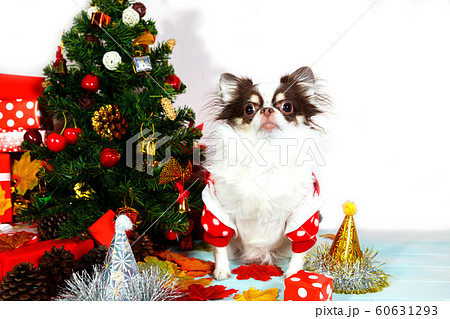 Adorable chihuahua dog wearing a New Year conical hat. 60631293