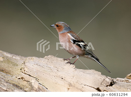 portrait of chaffinch portrait of chaffinch 60631294