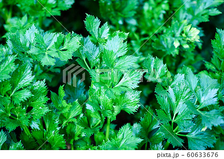 vivid green celery plant background 60633676