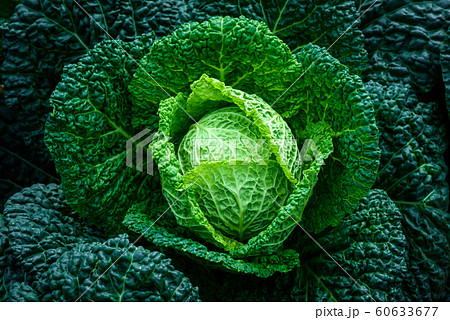 close-up green cabbage in the vegetable garden 60633677