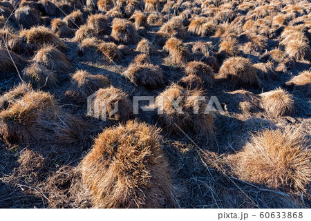View of tussock field with hillocks in autumn 60633868