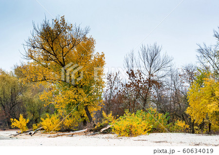 Beautiful nature and autumn landscape with yellow trees on bank of Don river Beautiful nature and autumn landscape with yellow trees on bank of Don river 60634019