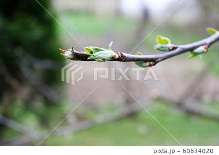 Brown small thin twig of apple tree with buds Brown small thin twig of apple tree with buds 60634020