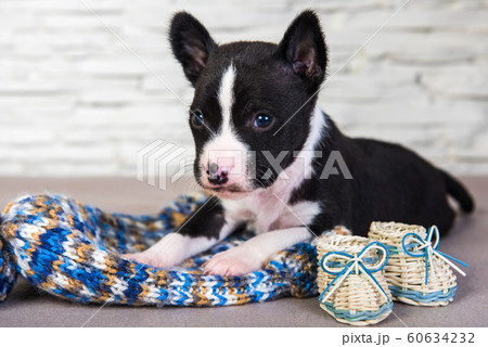 Basenji puppy dog and blue knitted hat and boots Basenji puppy dog and blue knitted hat and boots 60634232