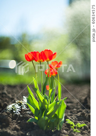 Beautiful Red tulips 60634575