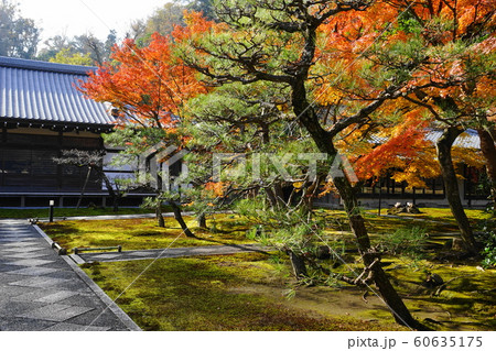 12月　鎌倉1027長寿寺の紅葉 60635175