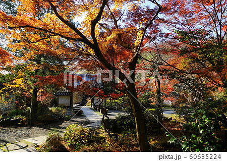 12月　鎌倉1005覚園寺の紅葉 60635224