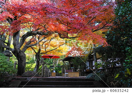 12月　鎌倉996鎌倉宮(大塔宮)の紅葉 60635242