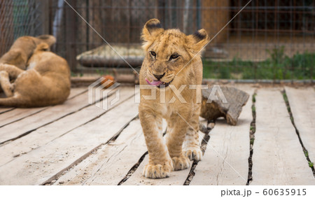 Young Lion Walking towards Camera Young Lion Walking towards Camera 60635915