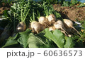 野菜 有機 食品 60636573