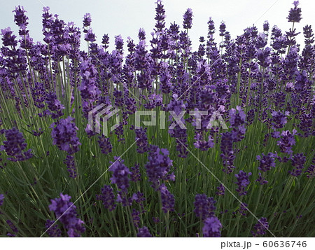 ラベンダー_満開 60636746