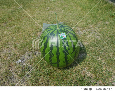 空飛ぶすいか_富良野 60636747