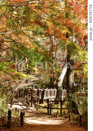 俗離山 報恩郡 忠清北道 60636758