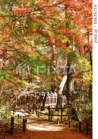 俗離山 報恩郡 忠清北道 60636759