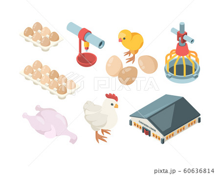 Chicken production. Agriculture industry bio organic bird feeding poultry workers and farm buildings vector isometric Chicken production. Agriculture industry bio organic bird feeding poultry workers and farm buildings vector isometric 60636814