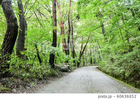 俗離山 報恩郡 忠清北道 60636852