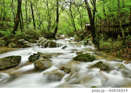 俗離山 報恩郡 忠清北道 60636854