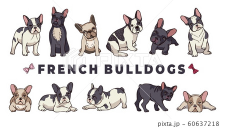 French bulldogs. Vector bulldog set. Funny cartoon puppy isolated on white background French bulldogs. Vector bulldog set. Funny cartoon puppy isolated on white background 60637218