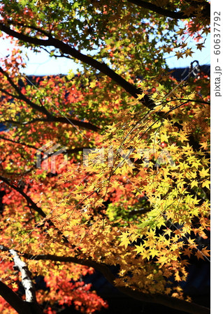 徳島丈六寺の紅葉 60637792