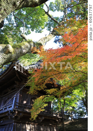 徳島丈六寺の紅葉 徳島丈六寺の紅葉 60637797