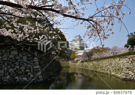 姫路城の桜 姫路城の桜 60637979