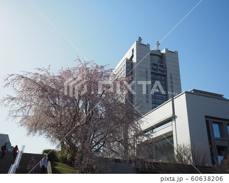 茨城県庁舎と県議会議事堂と桜 茨城県庁舎と県議会議事堂と桜 60638206