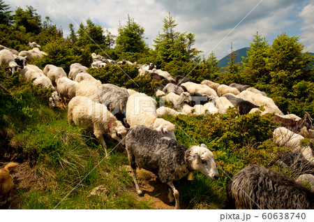 Flock of white sheep Flock of white sheep 60638740
