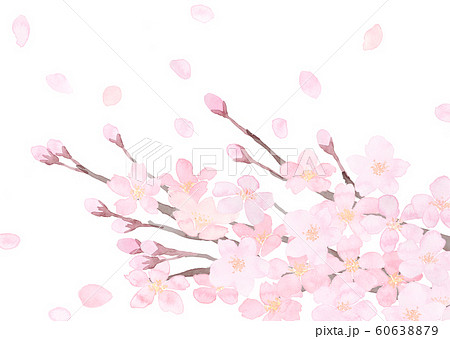 桜の枝 花びら 水彩 白バックのイラスト素材