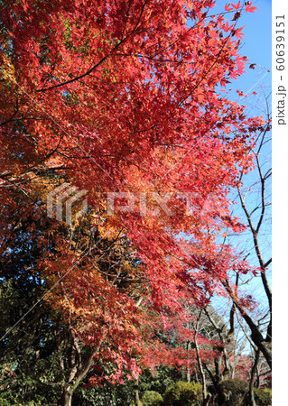 金刀比羅宮 裏参道の紅葉 金刀比羅宮 裏参道の紅葉 60639151