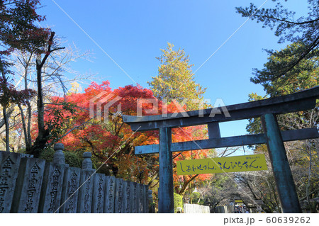 金刀比羅宮 表参道桜馬場の紅葉 金刀比羅宮 表参道桜馬場の紅葉 60639262