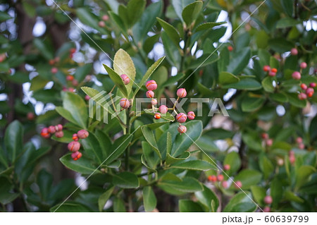 マサキの実 60639799