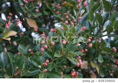 マサキの実 60639800