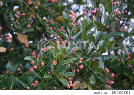 マサキの実 マサキの実 60639801