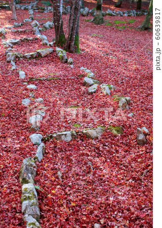 落ち葉 落ち葉 60639817