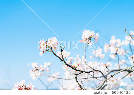 桜の花 60640489