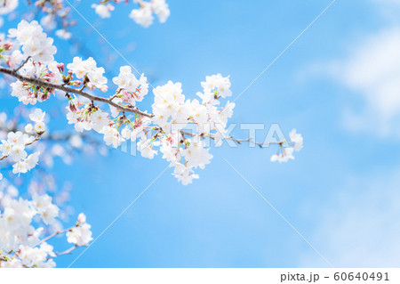 桜の花 60640491