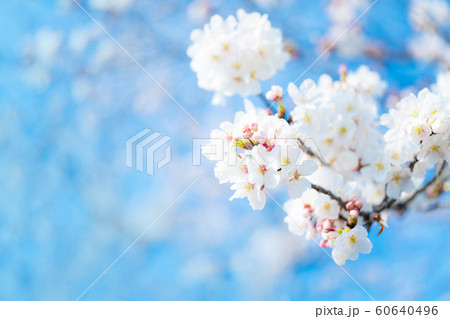 桜の花 60640496