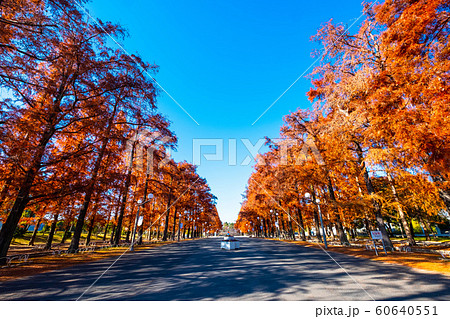 鶴見緑地メタセコイアの紅葉の写真素材