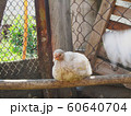 Chicken on the farm 60640704