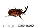 カブトムシ 60640892