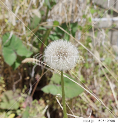 タンポポ タンポポ 60640900