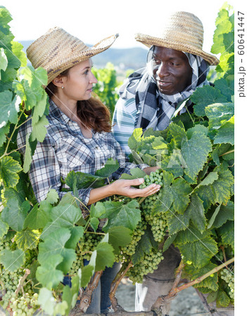 Couple of farmers working in vineyard Couple of farmers working in vineyard 60641447